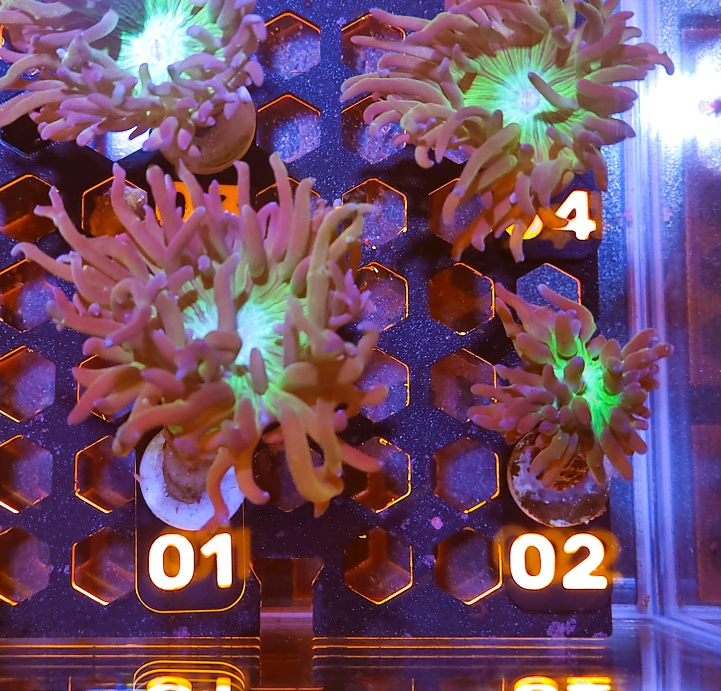 Coral ID tags, Coral frag tags